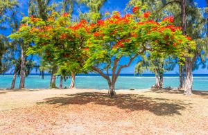 Flamboyant sur plage de Saint-Leu, île de la Réunion