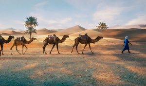 Berbères avec des dromadaires dans le désert du Sahara de Merzouga au Maroc