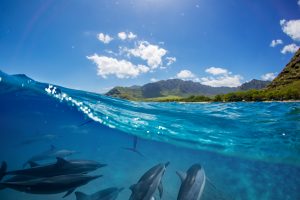 Groupe de dauphins naviguant le long du rivage dans les eaux bleues de l'océan. Paysage marin divisé en deux, avec des montagnes verdoyantes en arrière-plan.